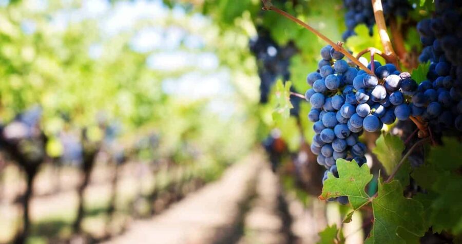 Clusters of dark purple grapes hanging on a vine in a sunlit vineyard with rows stretching into the distance
