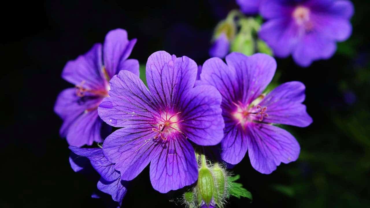 Purple Geranium flowers with five petals and dark veining, displaying pink centers against dark background with foliage