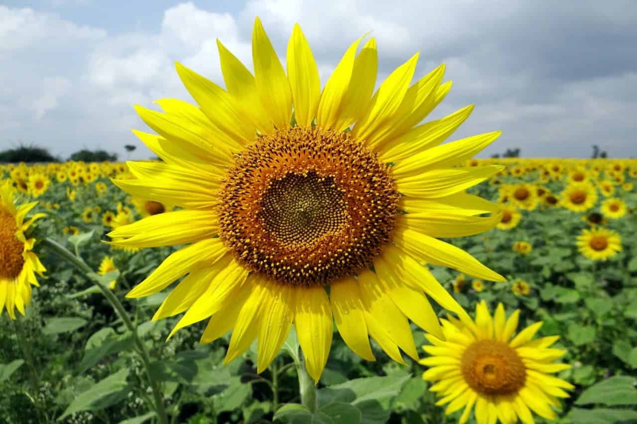 Vibrant yellow sunflower in foreground with field of sunflowers stretching to horizon under cloudy sky