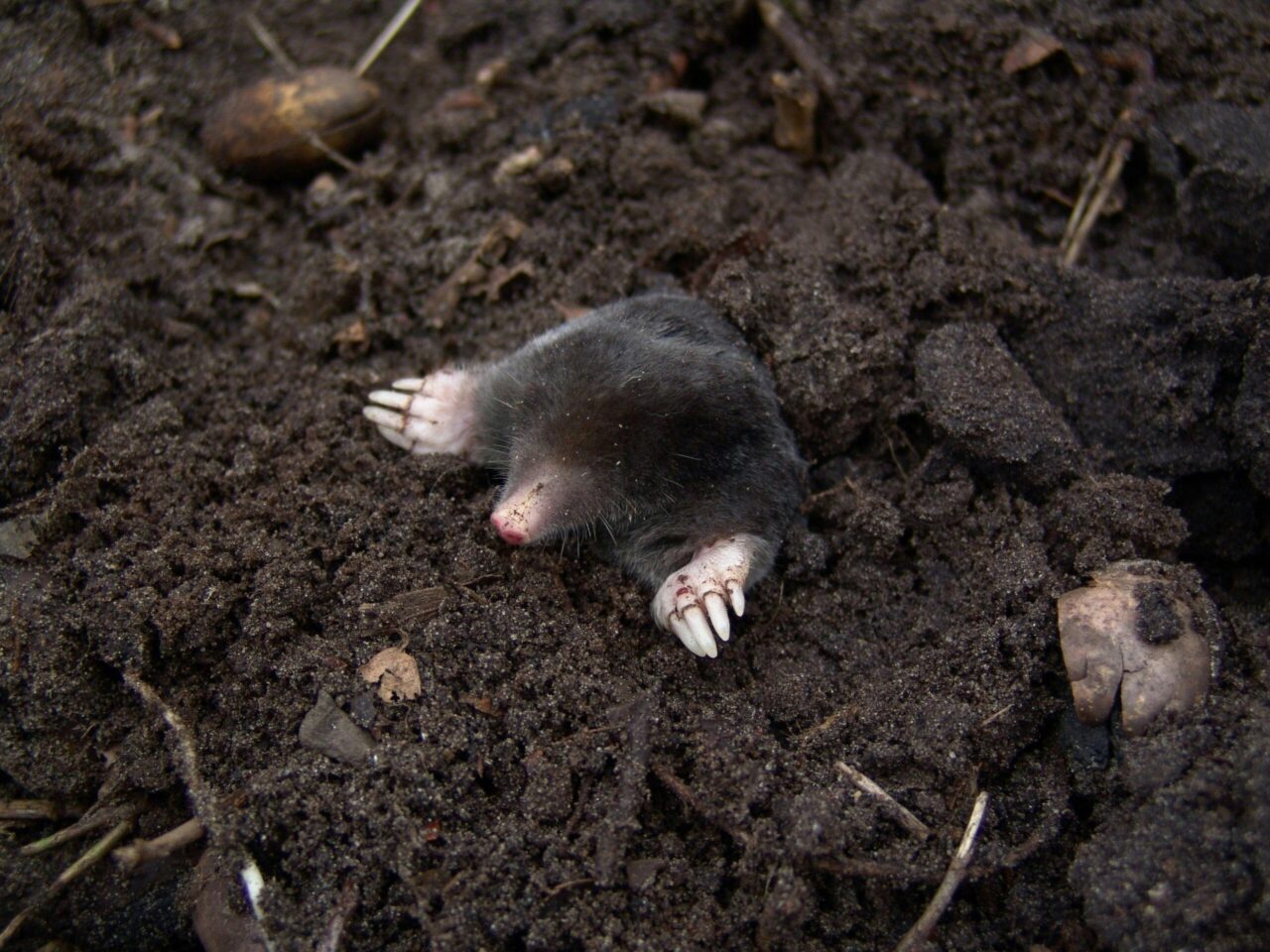 Mole digging, small furry body, pointed pink nose, large front claws, digging through loose earth, surrounded by natural debris and dirt clumps