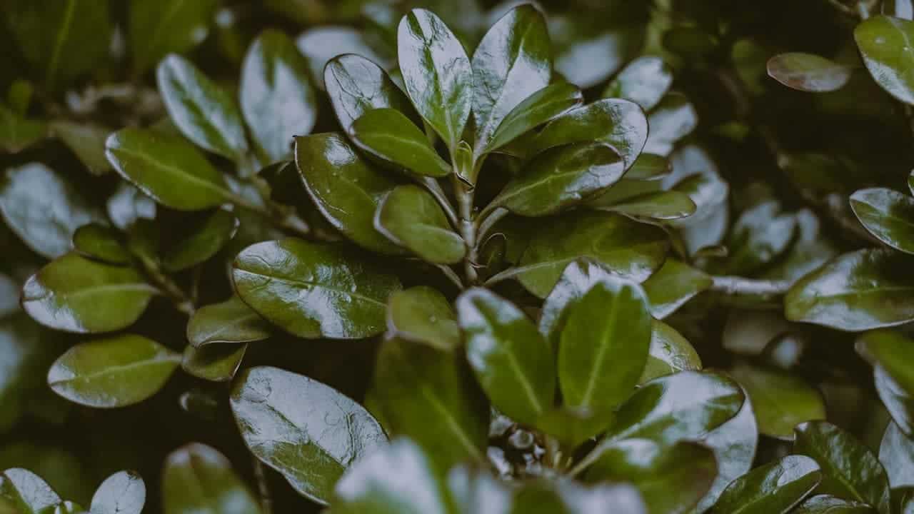 Close-up of glossy dark green leaves on a dense shrub, showing smooth, oval-shaped foliage with a waxy surface