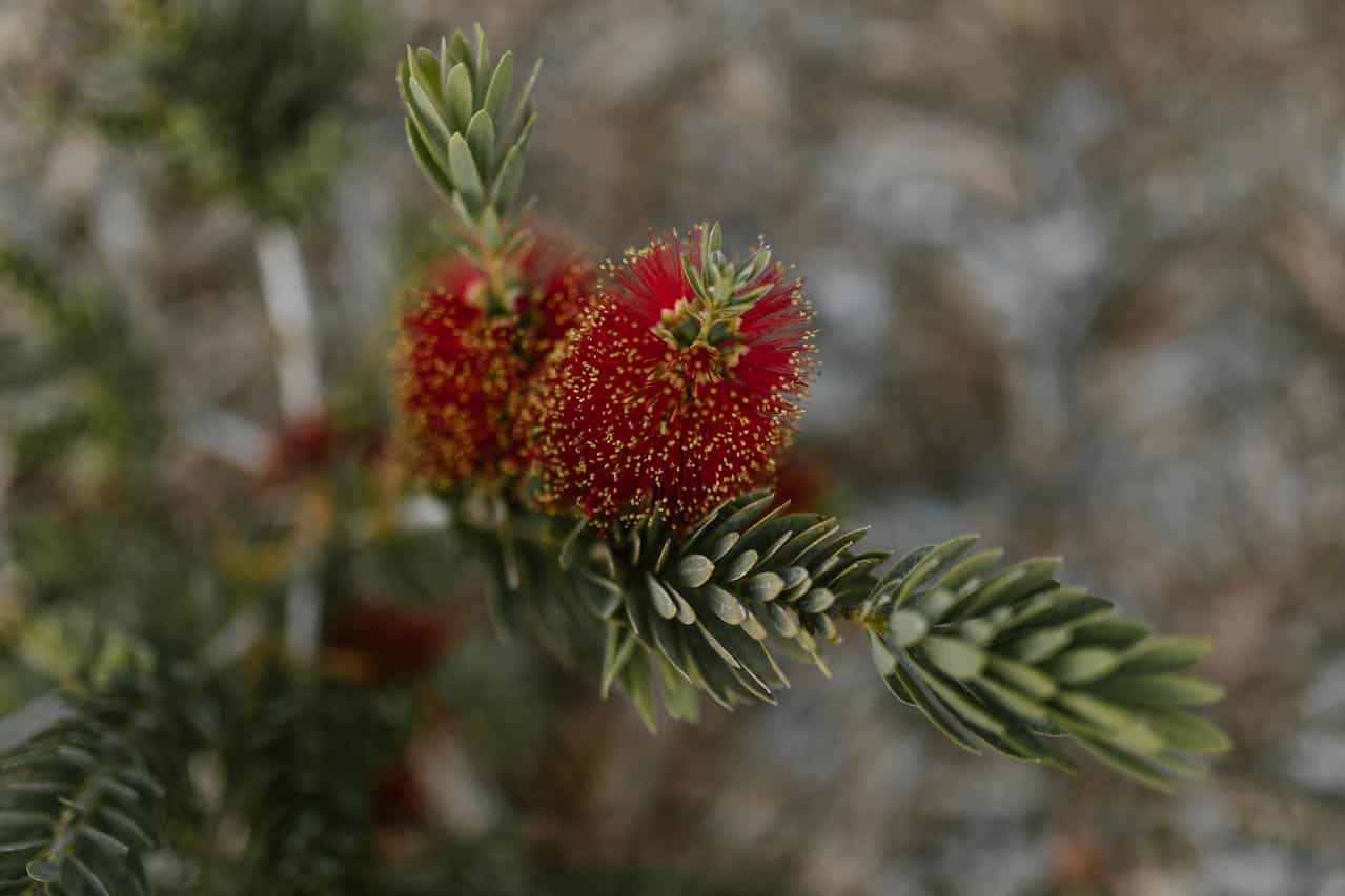 Bottlebrush plant with bright red cylindrical flowers and yellow pollen tips growing on branch with needle-like green leaves