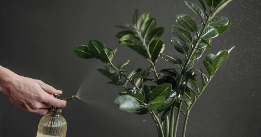 Hand spraying water on a ZZ plant from glass spray bottle, dark background, glossy green leaves