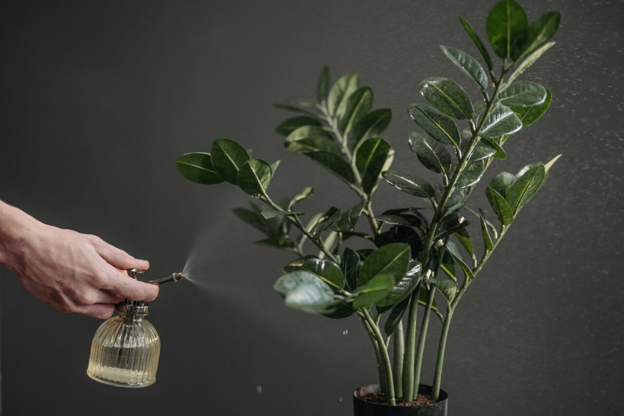 Hand spraying water on a ZZ plant from glass spray bottle, dark background, glossy green leaves
