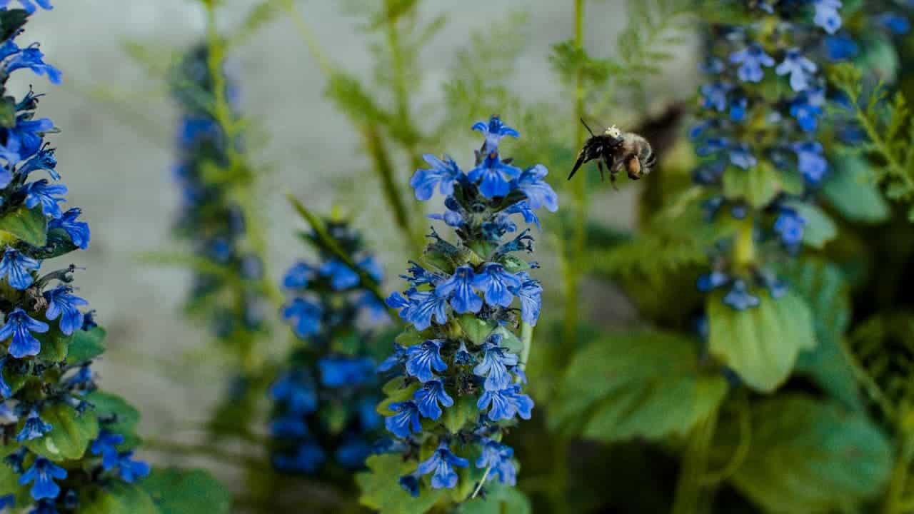 Bee in flight approaching bright Bugleweed flowering plant stalks with small tubular blossoms against a soft blurred background