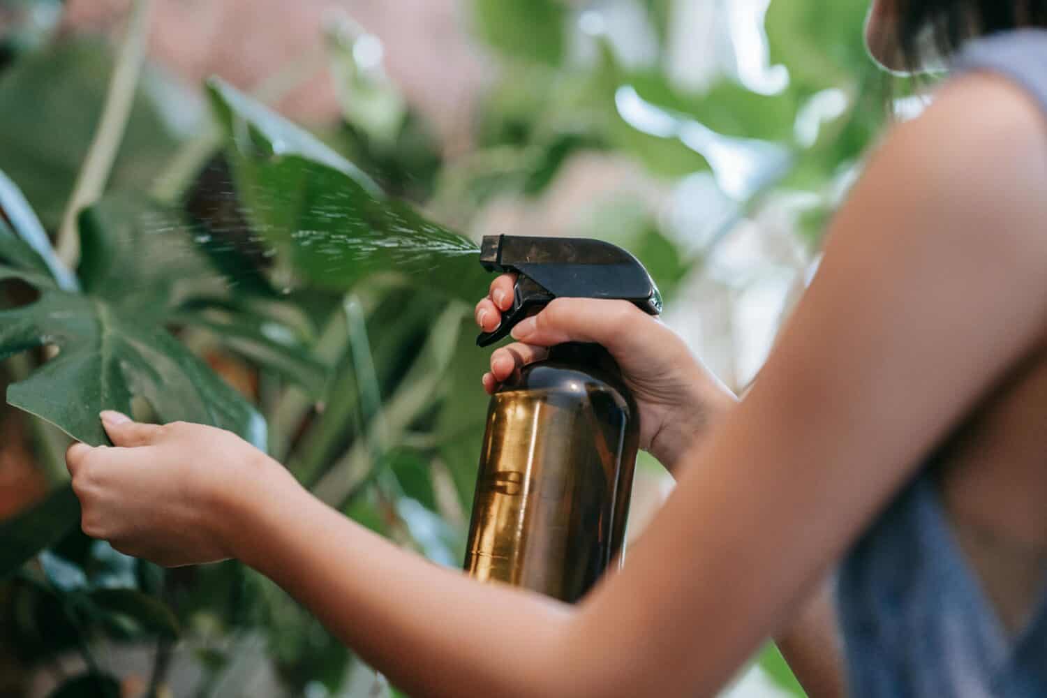Person spraying water on a large green plant leaf, using a black spray bottle, close-up of hands and mist, indoor setting with lush foliage in the background