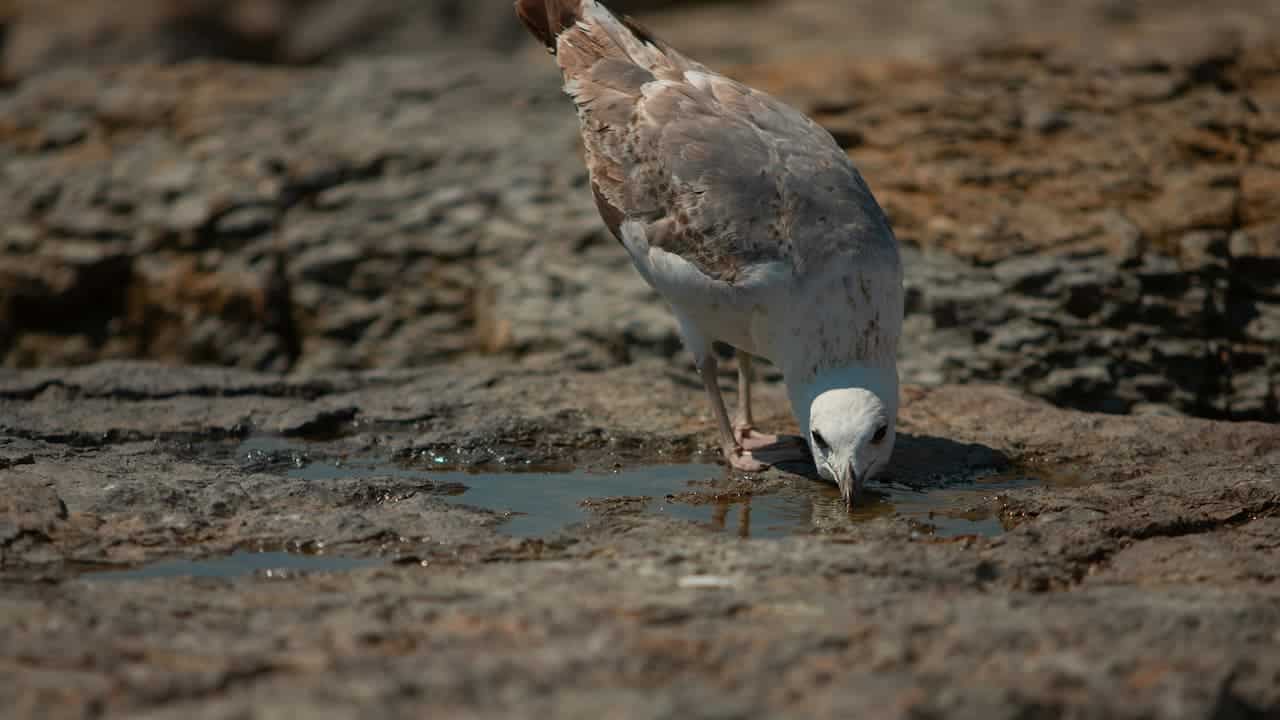 A small bird drinking from a stagnant puddle of water resting on rough rocks, surrounded by natural debris, muted earthy tones
