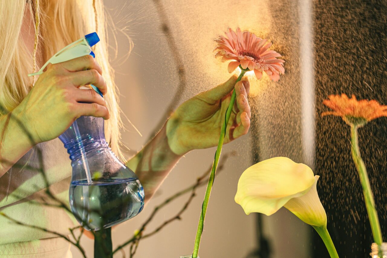 Person misting a pink gerbera daisy with a blue spray bottle, droplets suspended in air, surrounded by calla lilies and orange flowers, warm indoor lighting
