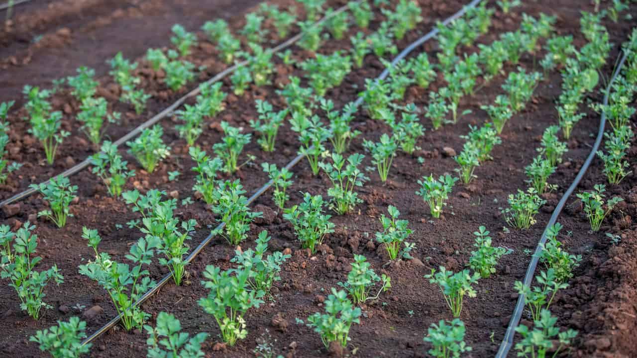Close-up of a drip irrigation system with black tubing delivering water droplets directly to the base of plants, set against soil and green foliage