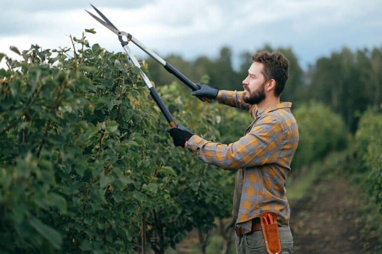Bearded man in yellow plaid shirt and work gloves trimming shrubs with long-handled pruning shears in outdoor setting