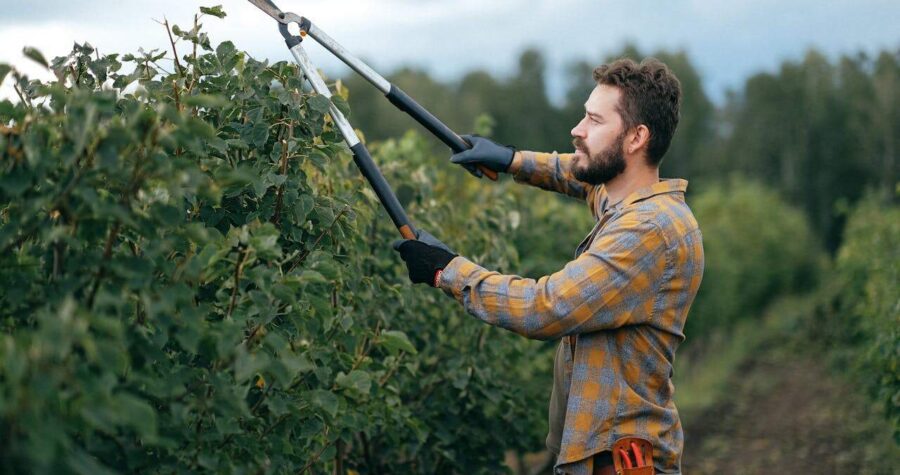 Bearded man in yellow plaid shirt and work gloves trimming shrubs with long-handled pruning shears in outdoor setting
