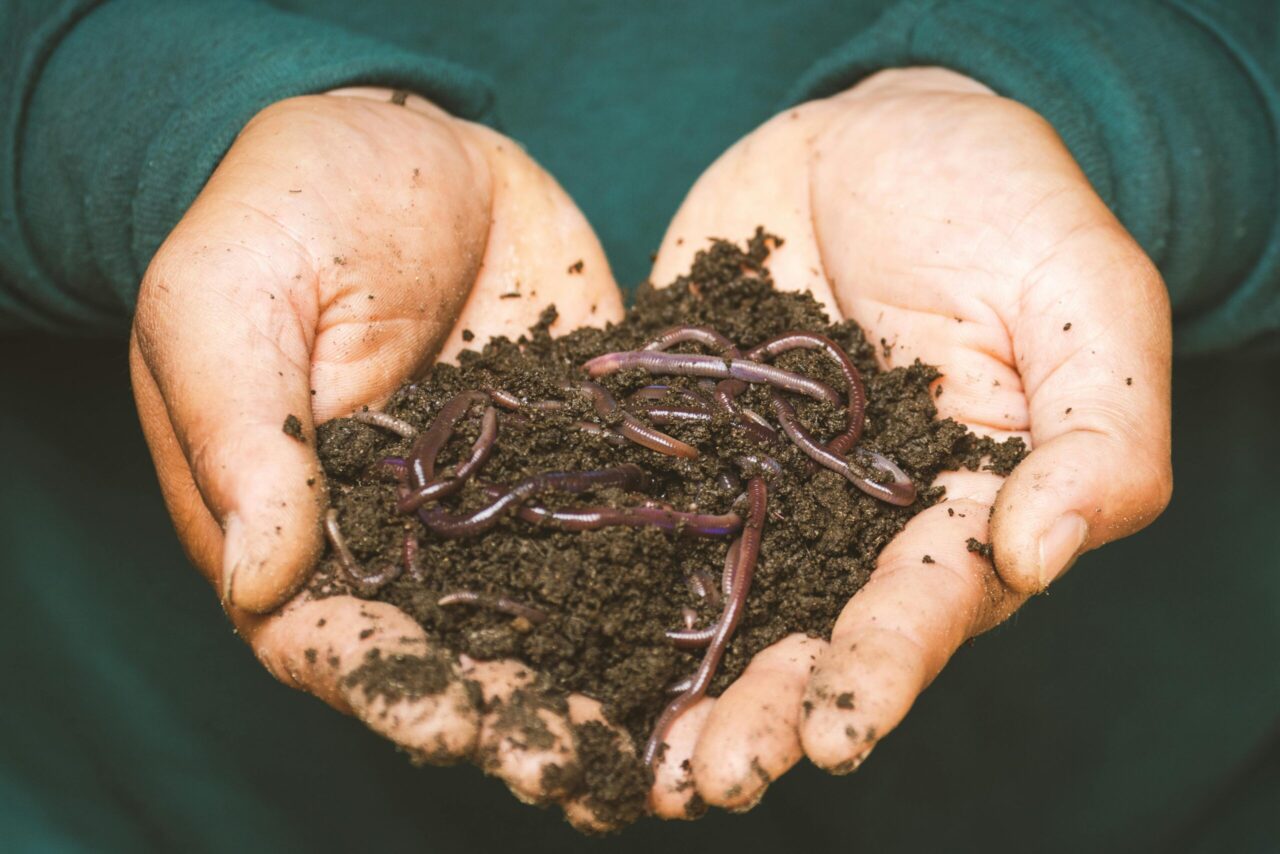 Hands holding moist, dark soil filled with several live earthworms, person wearing a dark green long-sleeved shirt, visible dirt on fingers, close-up shot emphasizing natural composting or vermiculture