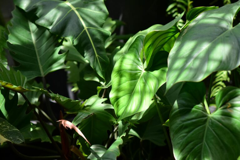 Close-up of lush green tropical foliage in a home garden, featuring broad heart-shaped and deeply lobed leaves