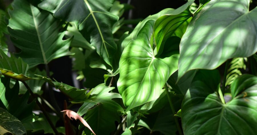 Close-up of lush green tropical foliage in a home garden, featuring broad heart-shaped and deeply lobed leaves