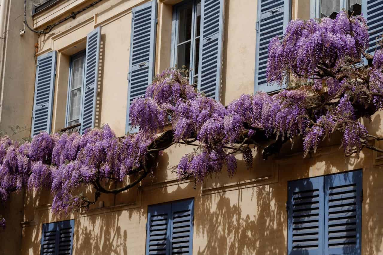 Mediterranean building with cream walls and blue shutters, decorated with cascading purple wisteria vines in full bloom