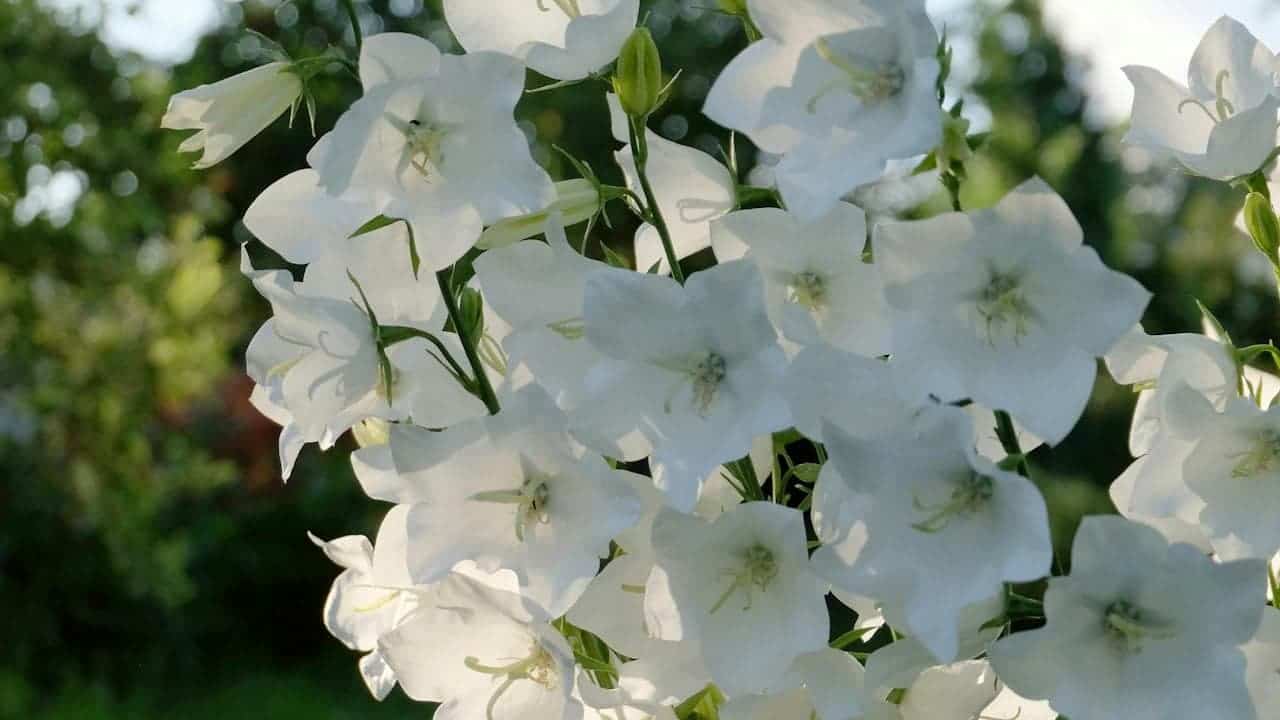 Cluster of delicate Genti White Bellflower flowers with visible stamens, blooming against a soft green blurred background