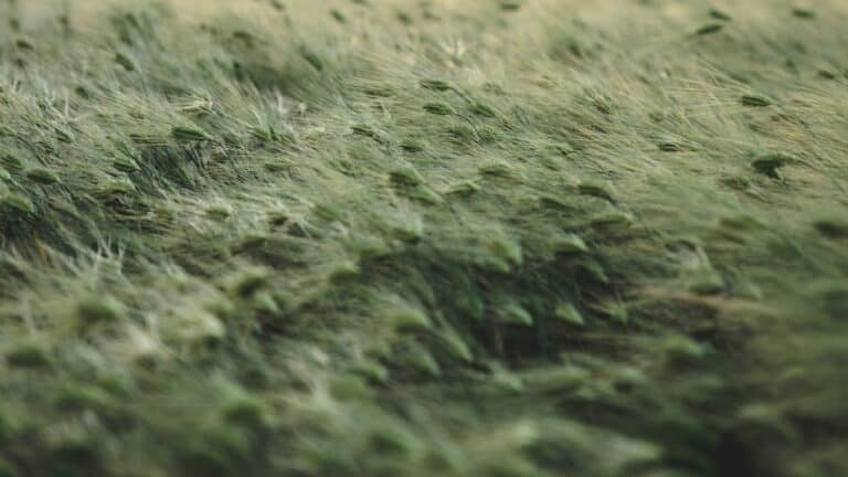Field of grain swaying in wind, demonstrating wind dispersal with blurred motion effects across the landscape