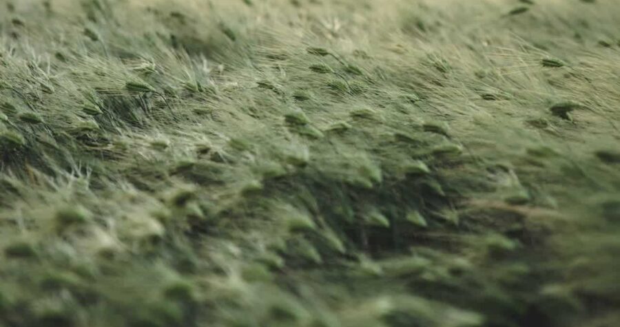 Field of grain swaying in wind, demonstrating wind dispersal with blurred motion effects across the landscape