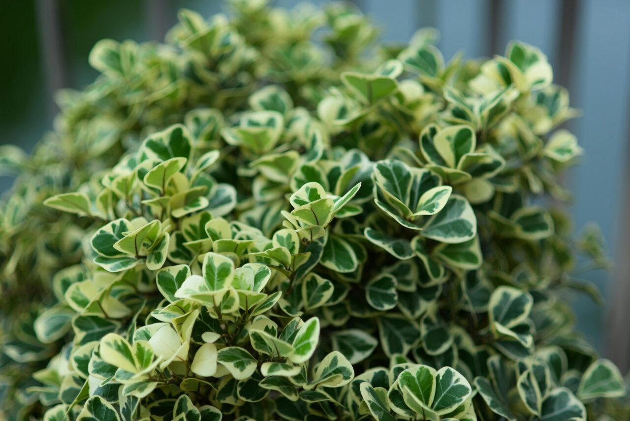 Dense cluster of variegated green and cream leaves, small rounded foliage with symmetrical patterns, forming a compact shrub