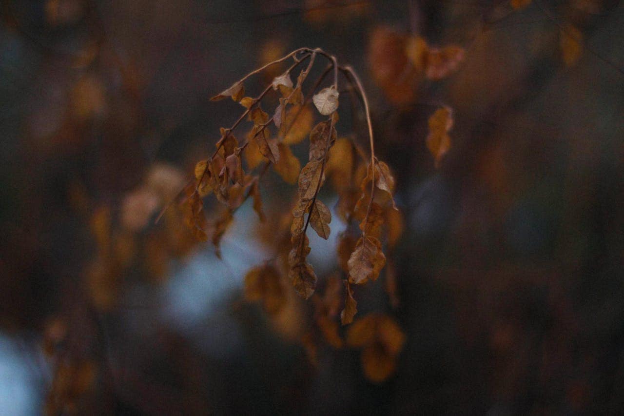 Dry, brown leaves hanging from a tree branch, soft lighting and blurred background, nature in autumn or early winter, focus on the leaves with some visible detailing on their shape and texture, creating a calm and moody atmosphere