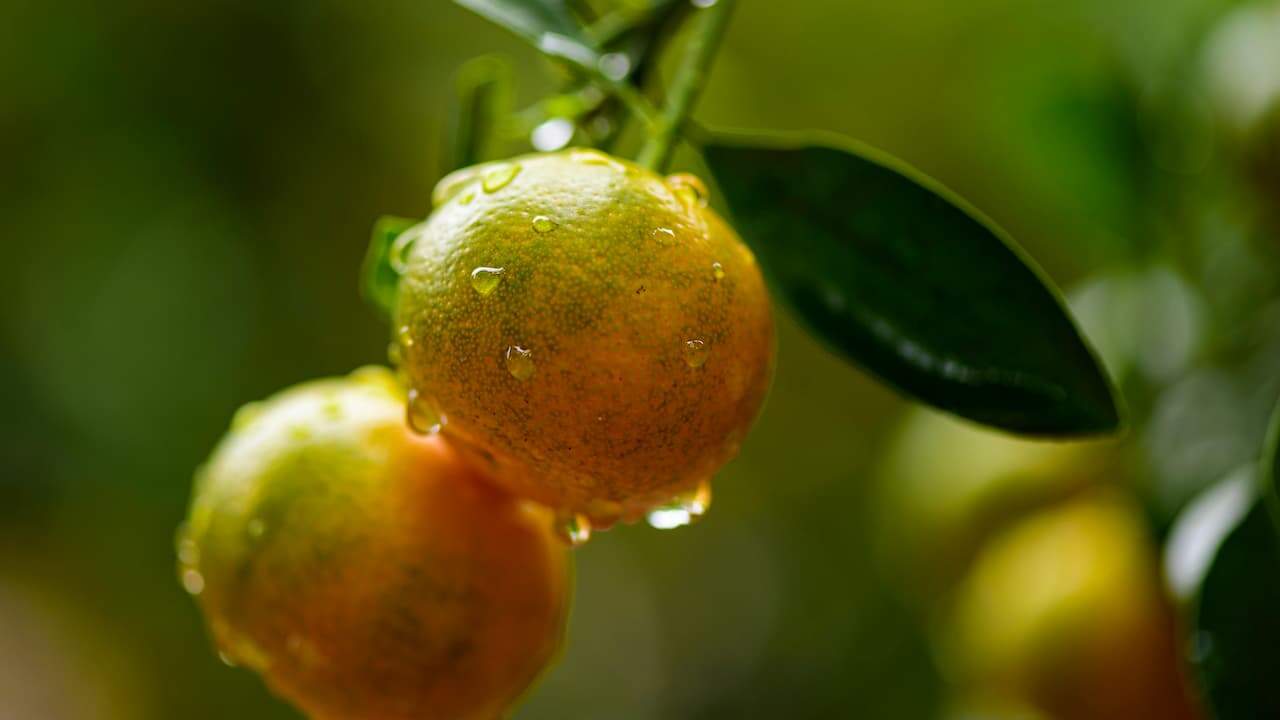 Close-up of two ripening oranges on a tree branch, with water droplets on their skin and glossy green leaves in the background