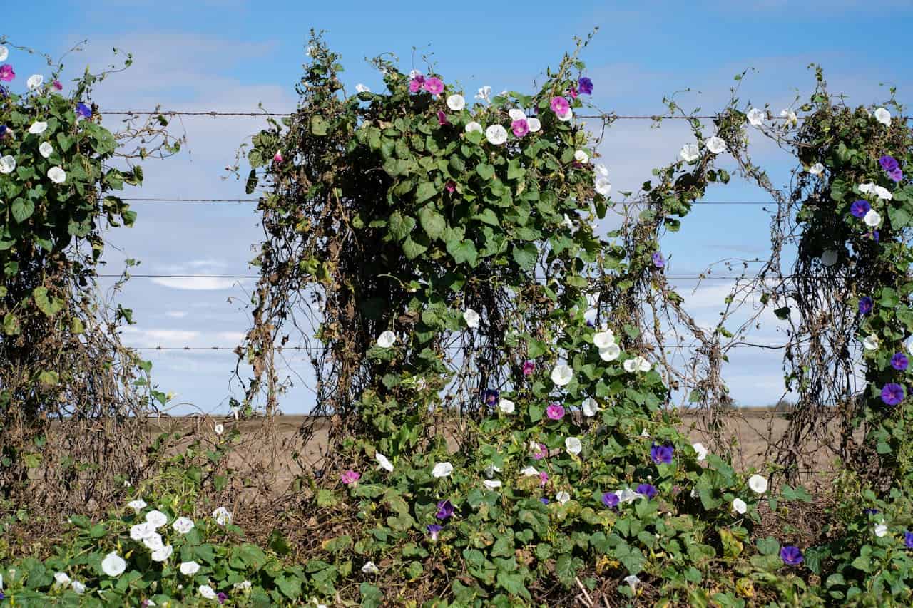 Morning glory vines with white, purple, and pink flowers climbing on barbed wire fence against blue sky and rural landscape