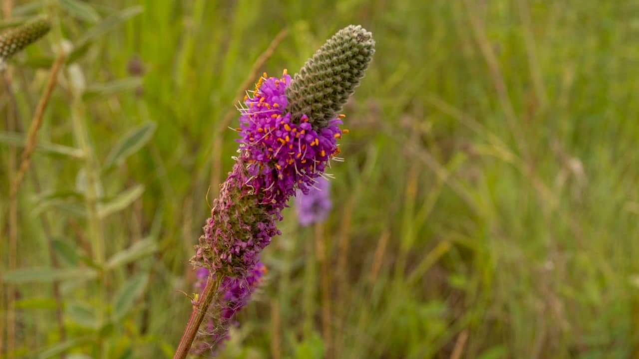 Prairie clover flower with magenta-purple blooms partially opened on cylindrical spike, displayed against blurred grassy meadow background