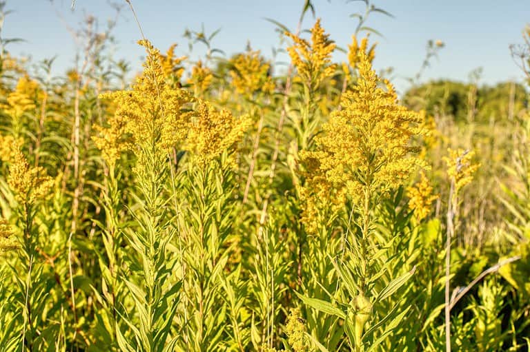 Field of goldenrod plants with bright yellow flower clusters growing on tall green stems against clear blue sky