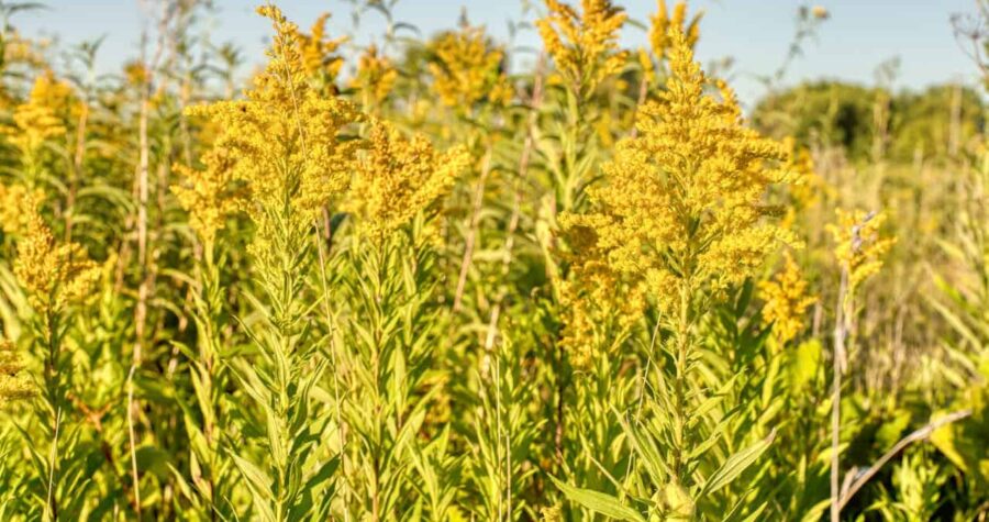 Field of goldenrod plants with bright yellow flower clusters growing on tall green stems against clear blue sky