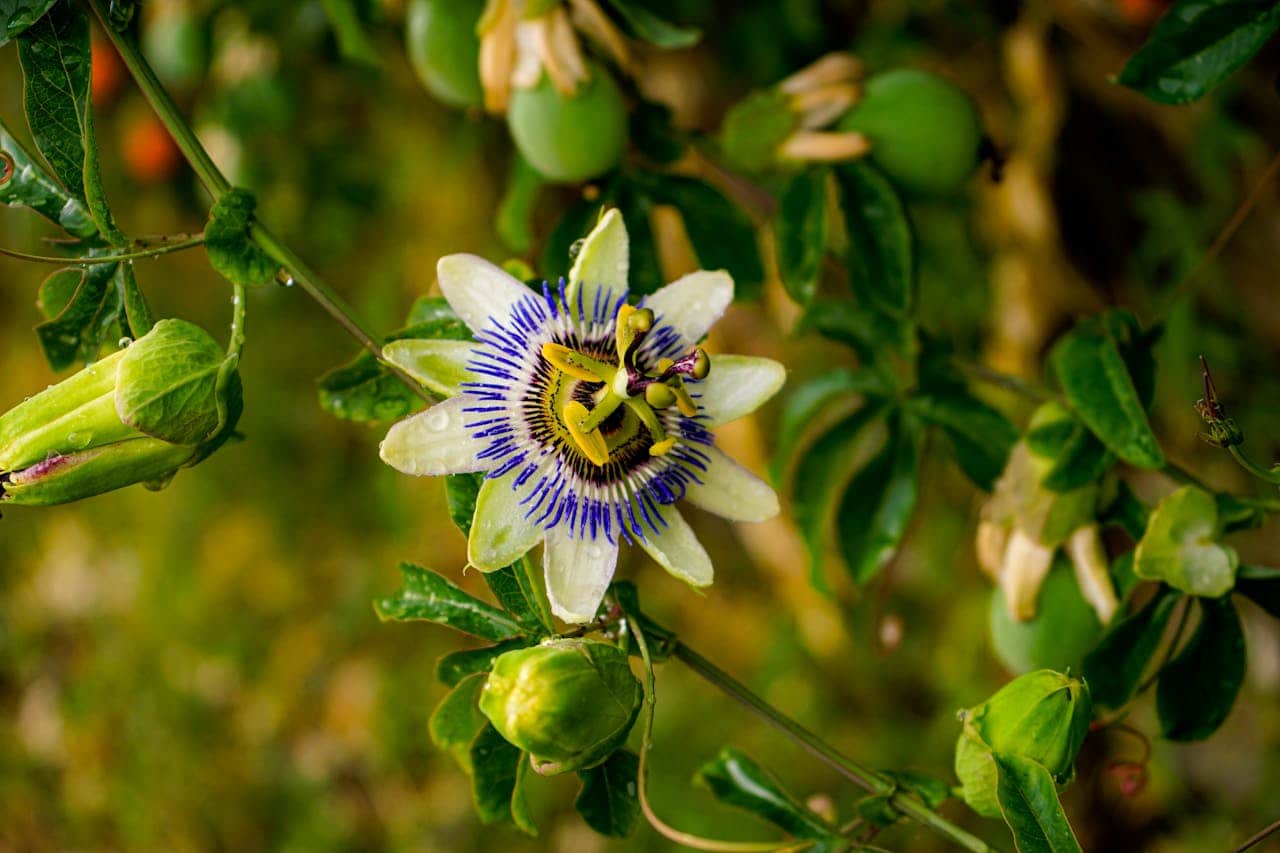 Close-up of passion flower with white petals and blue-purple filaments, surrounded by green leaves and unopened buds
