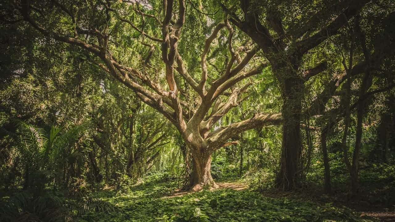 Oak tree with sprawling branches stands majestically in sunlit forest clearing, surrounded by lush tropical vegetation