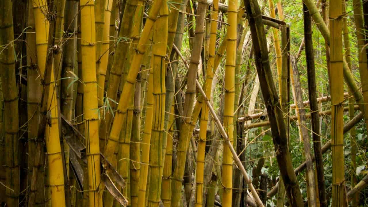 Dense cluster of tall yellow and green bamboo stalks, vertical and slightly leaning, surrounded by green foliage, thin branches and leaves interwoven, natural bamboo forest setting, could be a tropical or subtropical region