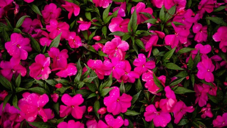 Vibrant magenta impatiens flowers with water droplets covering the blooms, interspersed with dark green pointed leaves