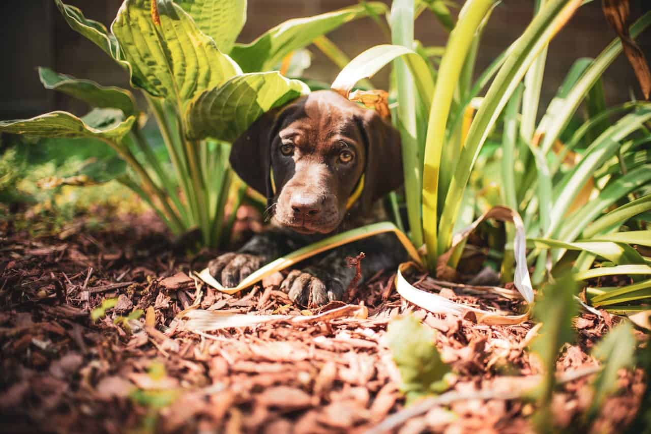 Cute puppy nestled among green plants and decorative bark, peering out with soft, curious expression