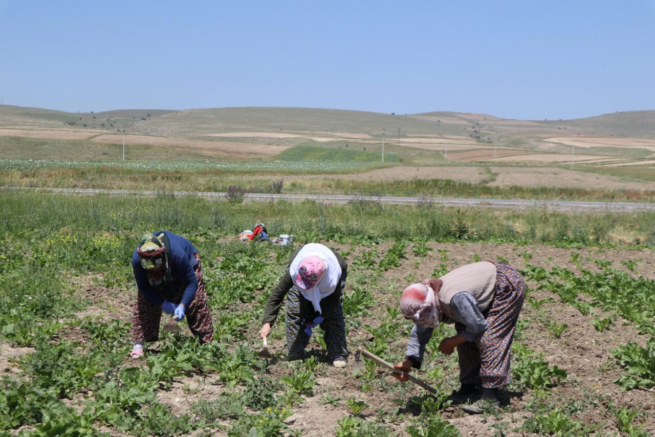 Three women wearing headscarves and long-sleeved clothing working in a rural field, bending down and using hand tools to tend to crops, rolling hills in the background, clear sky overhead