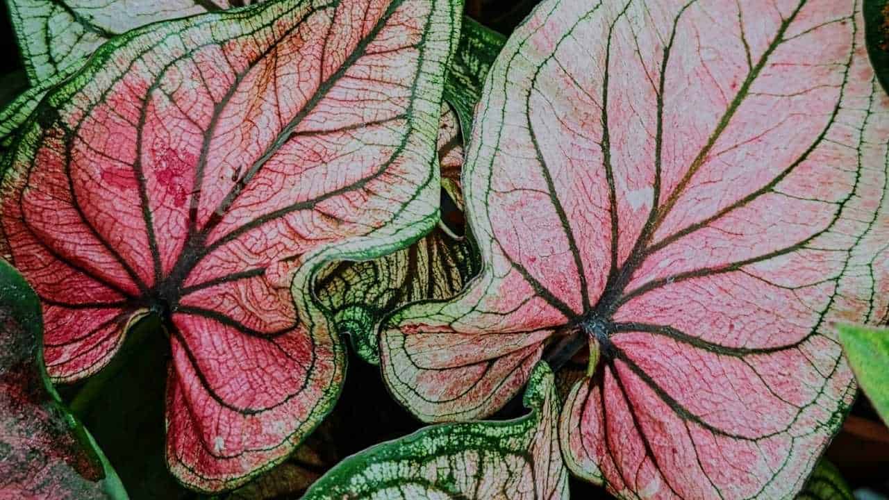 pink caladium green ornamental grass