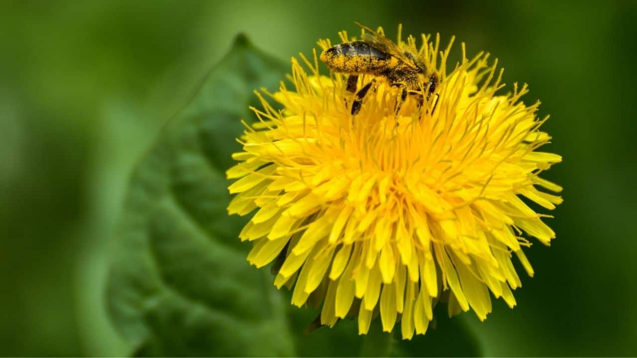pollinator friendly flower