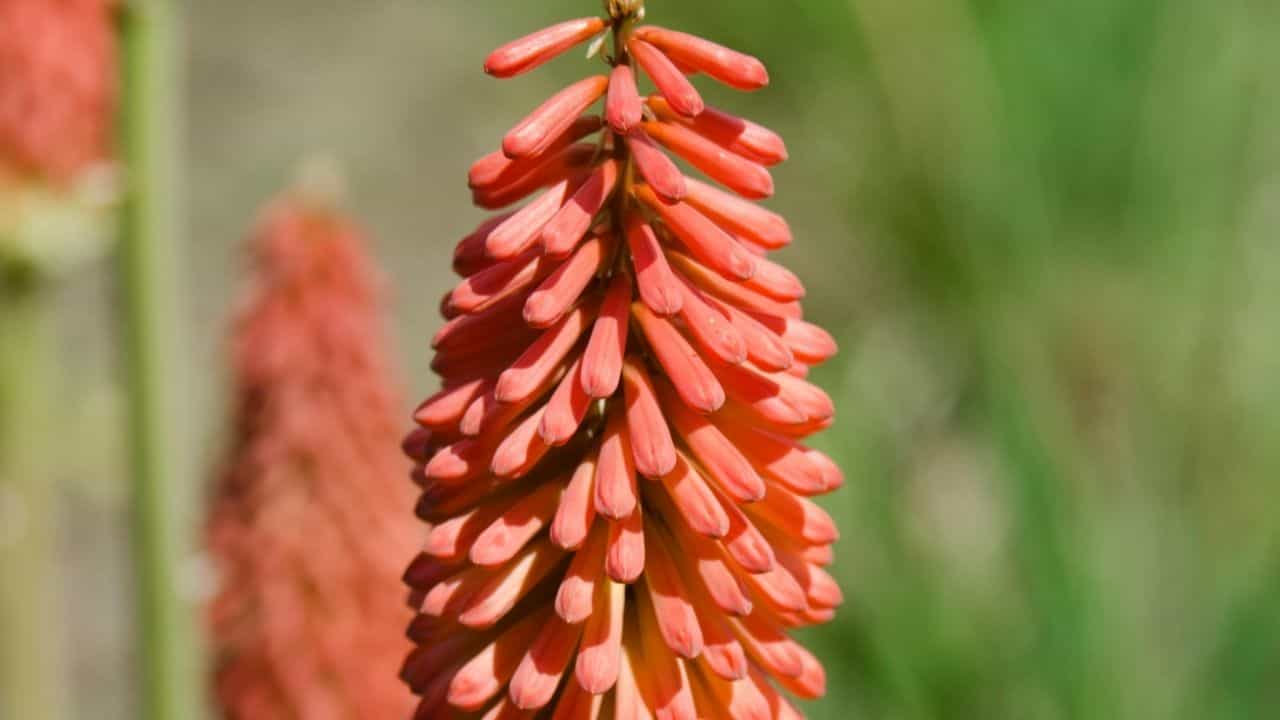 red hot poker flowers deodar cedar garden