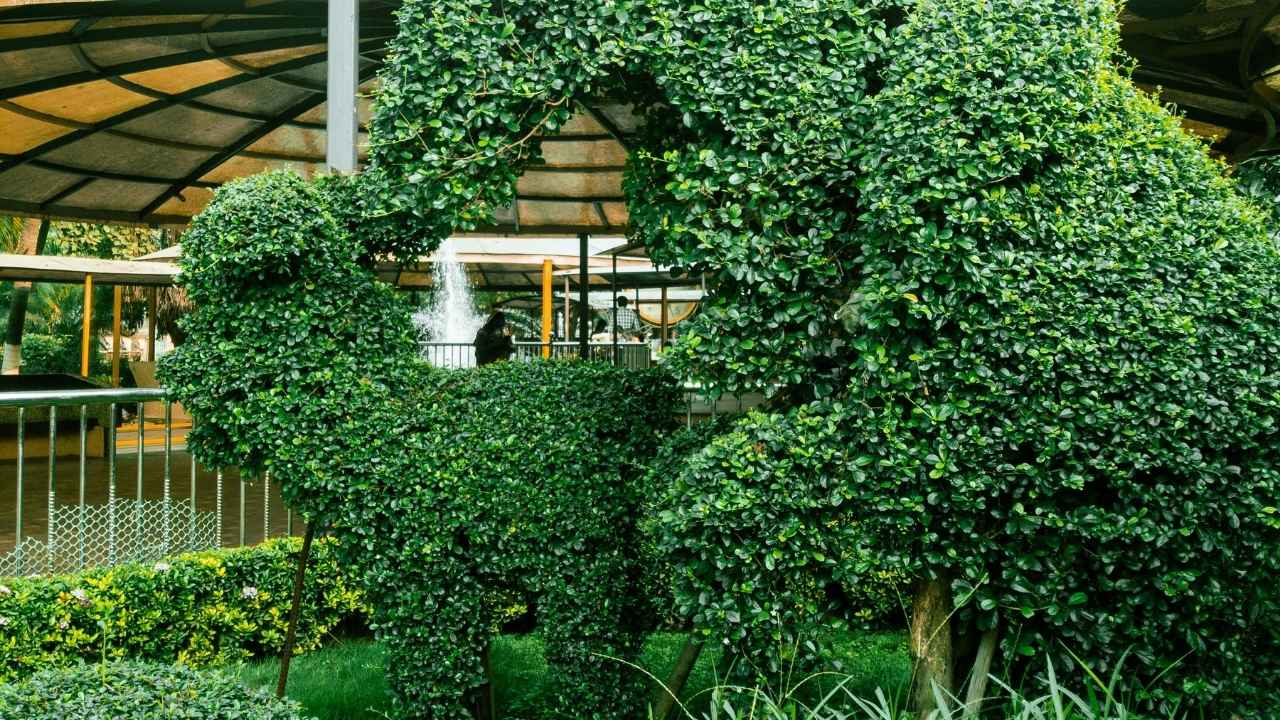 shaped bushes