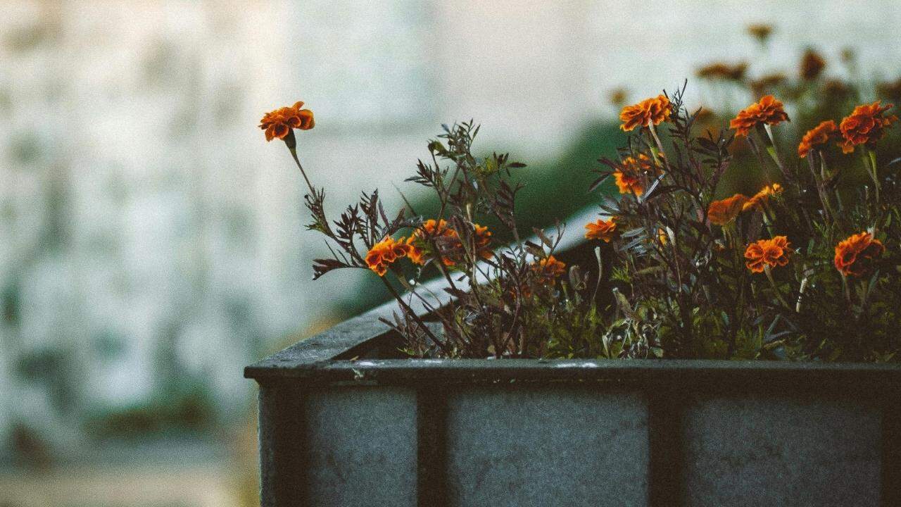 small balcony garden