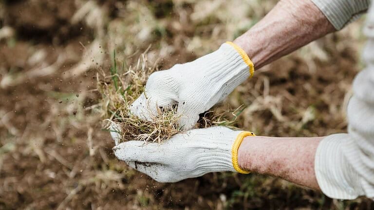 Hands in white gloves holding dried grain or seeds over harvested crop field
