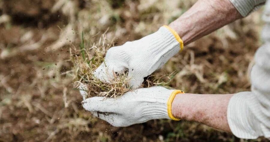 Hands in white gloves holding dried grain or seeds over harvested crop field