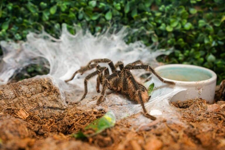 Brown tarantula on white spider web with visible water dish, wood piece, and green plants in background, inside what appears to be a terrarium habitat