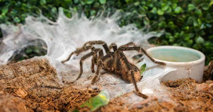 Brown tarantula on white spider web with visible water dish, wood piece, and green plants in background, inside what appears to be a terrarium habitat