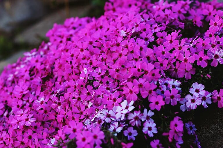 Vibrant carpet of pink creeping phlox flowers with dark centers, covering ground with a few lighter lavender blooms interspersed