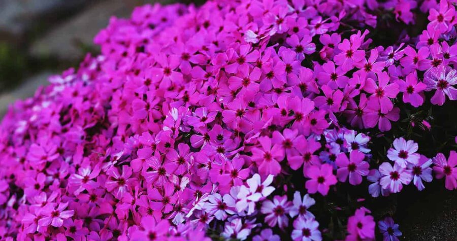 Vibrant carpet of pink creeping phlox flowers with dark centers, covering ground with a few lighter lavender blooms interspersed