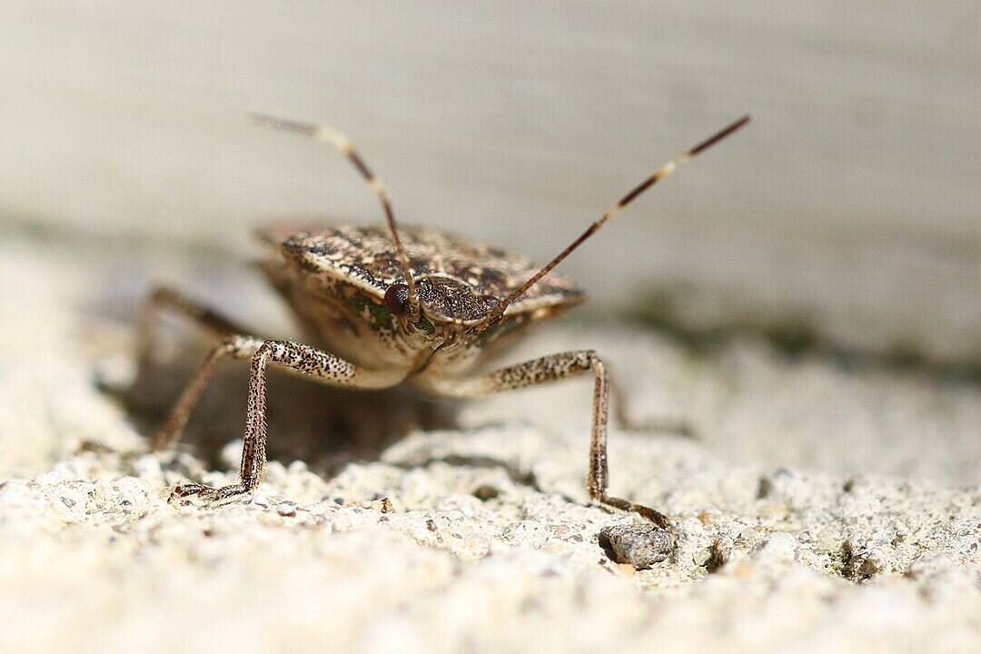Close-up of a mottled brown stink bug with long antennae standing on a textured light-colored surface, showing its shield-shaped body and spindly legs