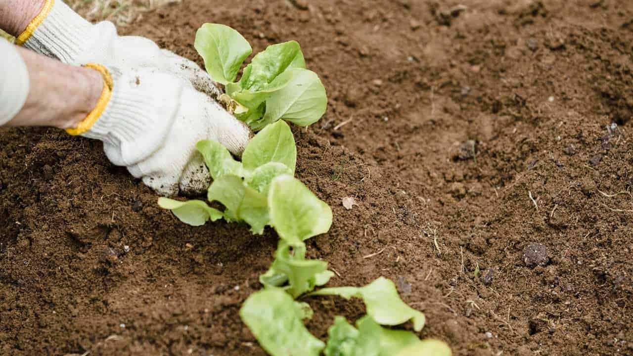 vegetable garden crop rotation soil health