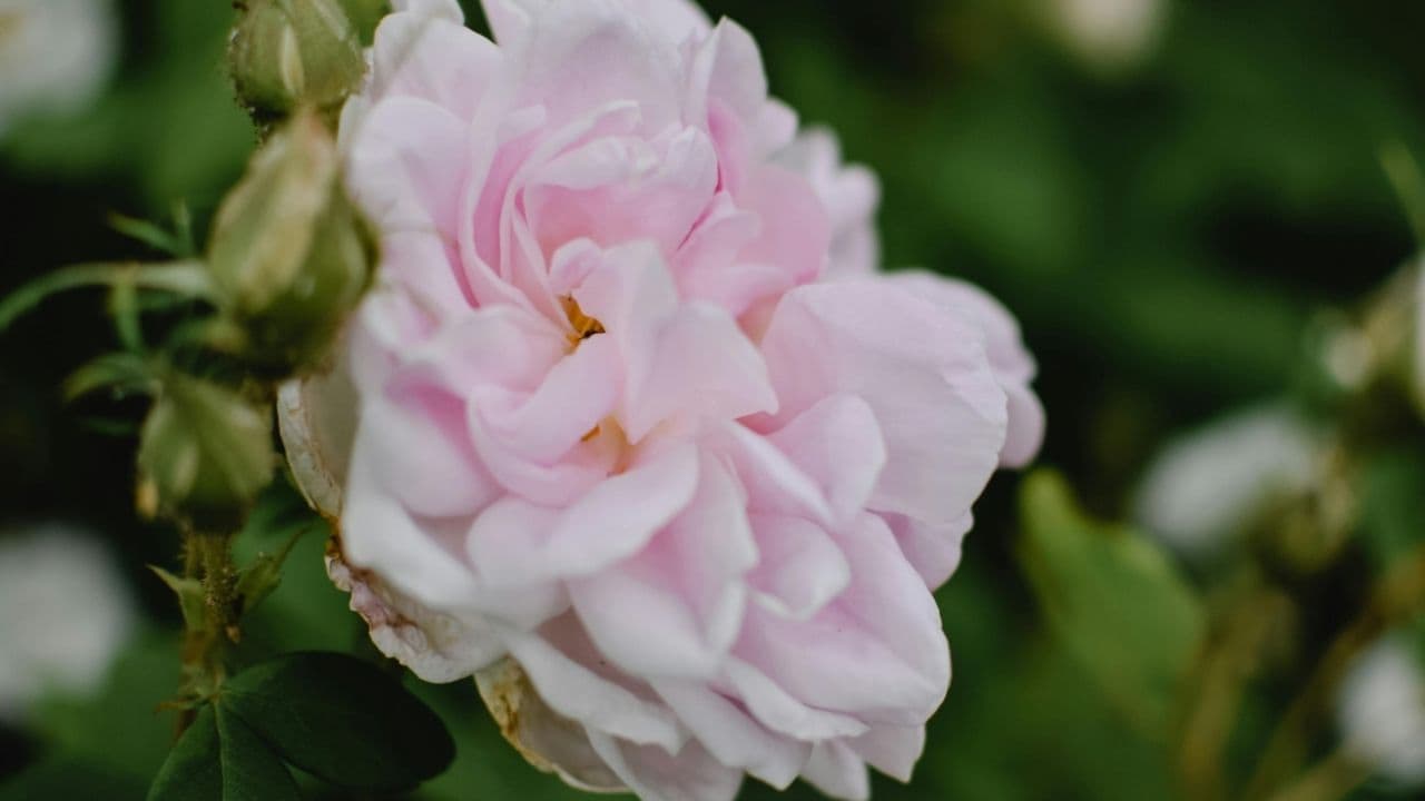 viburnum tinus pink buds green white foliage