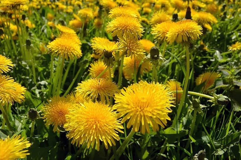 Field of bright yellow dandelion flowers in full bloom among green leaves and stems on sunny day